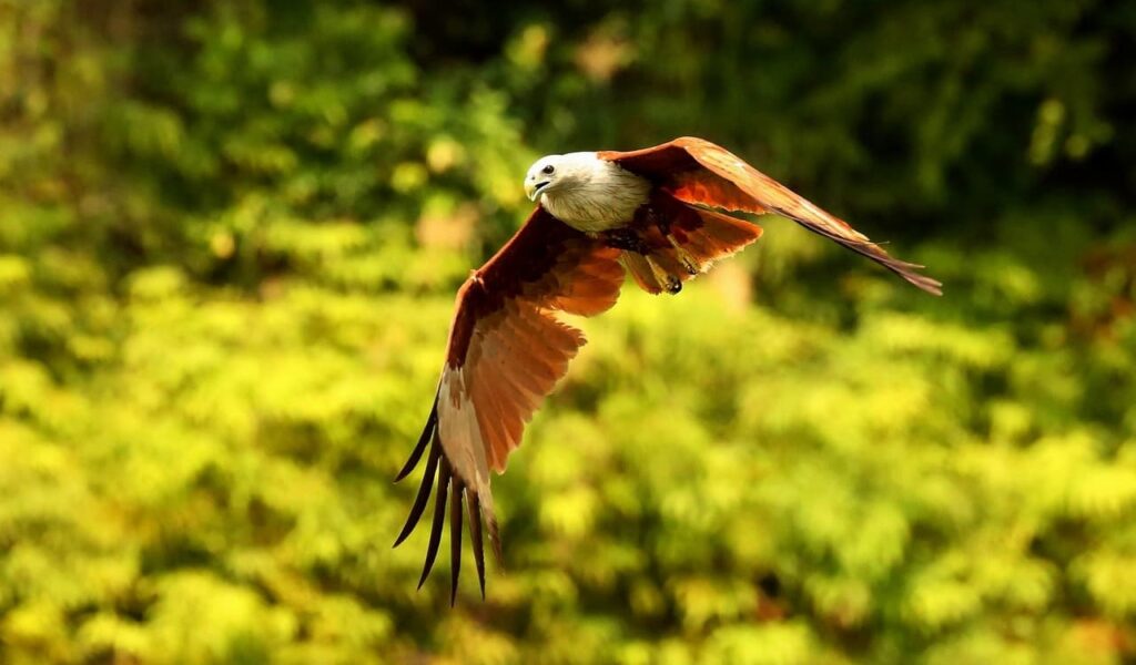 Hawk soaring over green forest