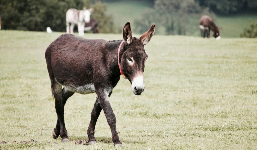 Donkey with red halter walking on grassy field.