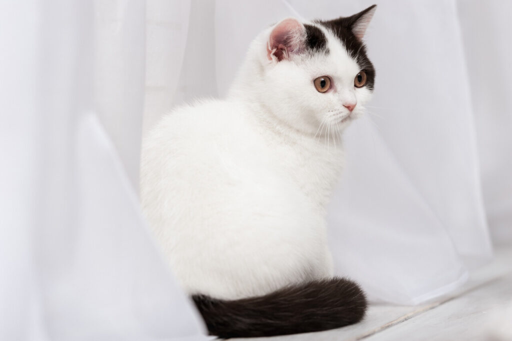 Turkish Van 