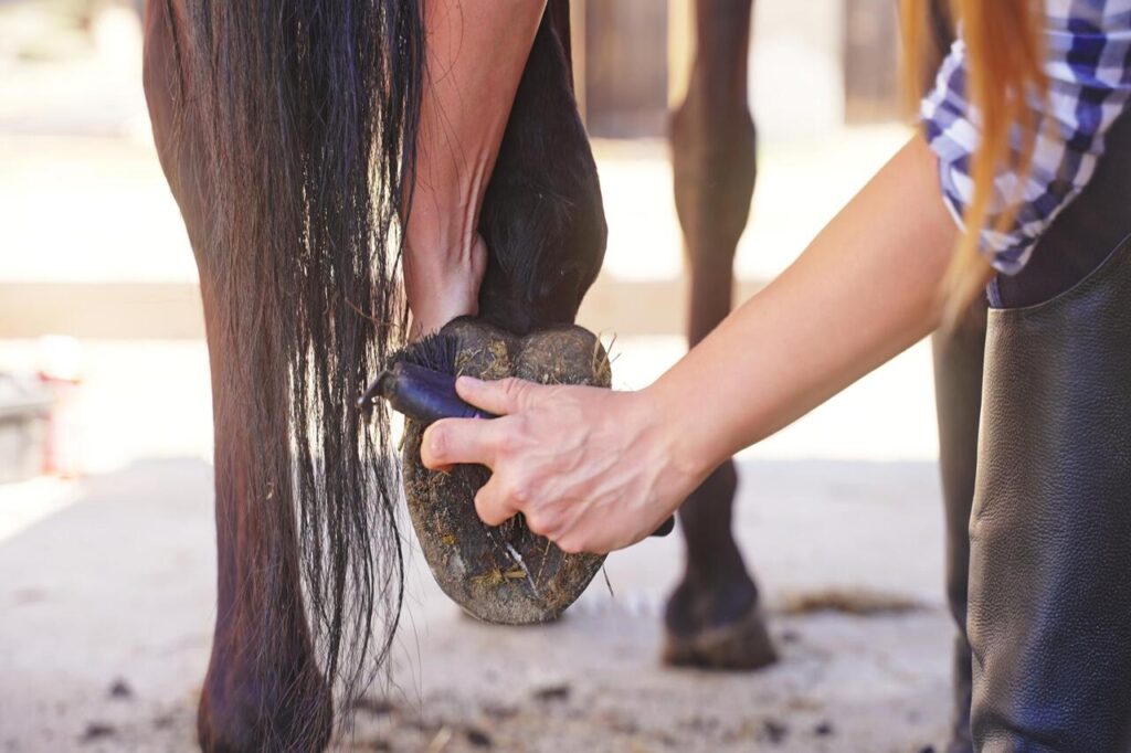 Persistent Foul Odor from horse's hoof while cleaning