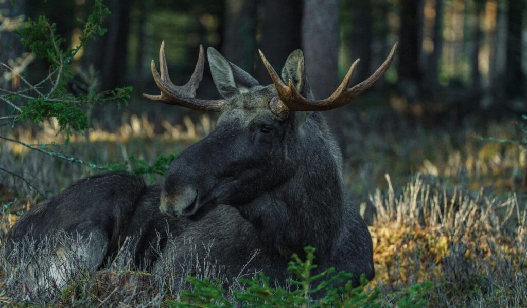  Moose resting in a forest clearing with antlers visible.