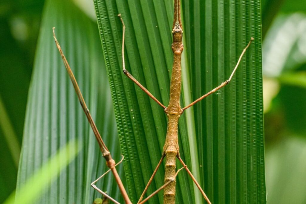 phasmid