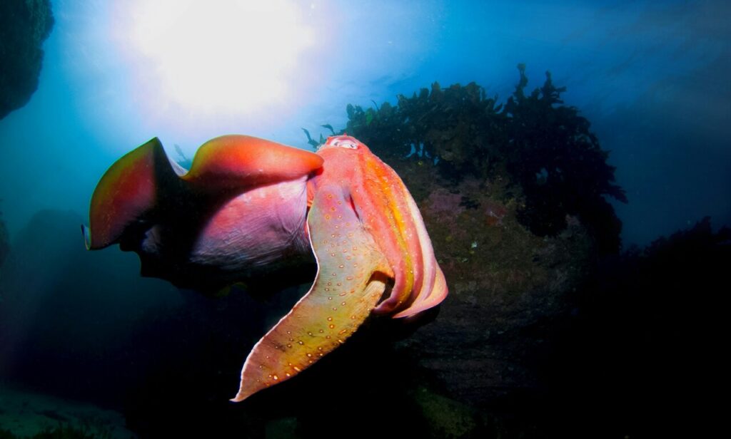 cuttlefish