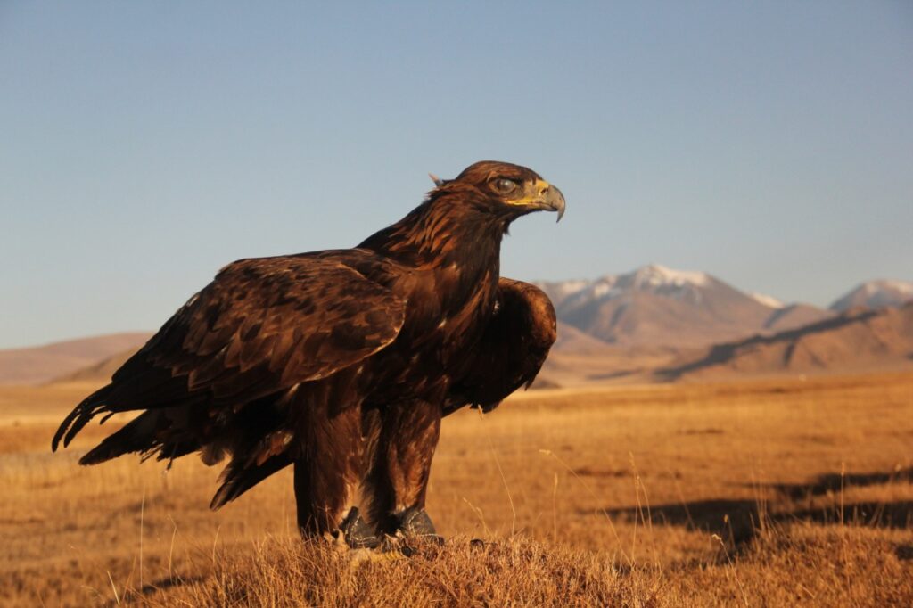Golden Eagle
