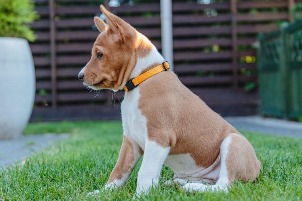 basenji