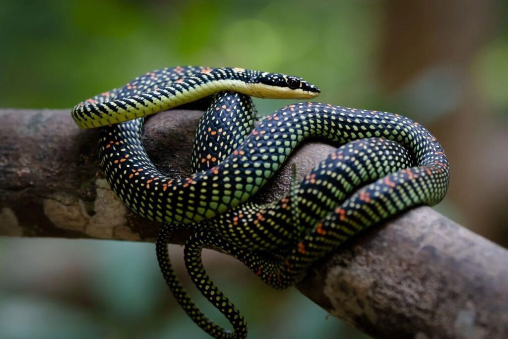 Paradise flying snake (Chrysopelea paradisi)