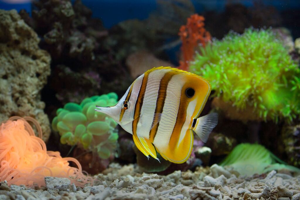 YELLO AND WHITE FISH