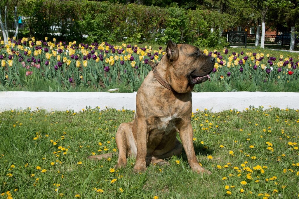dogo-canario-or-presa-canario-a-dog