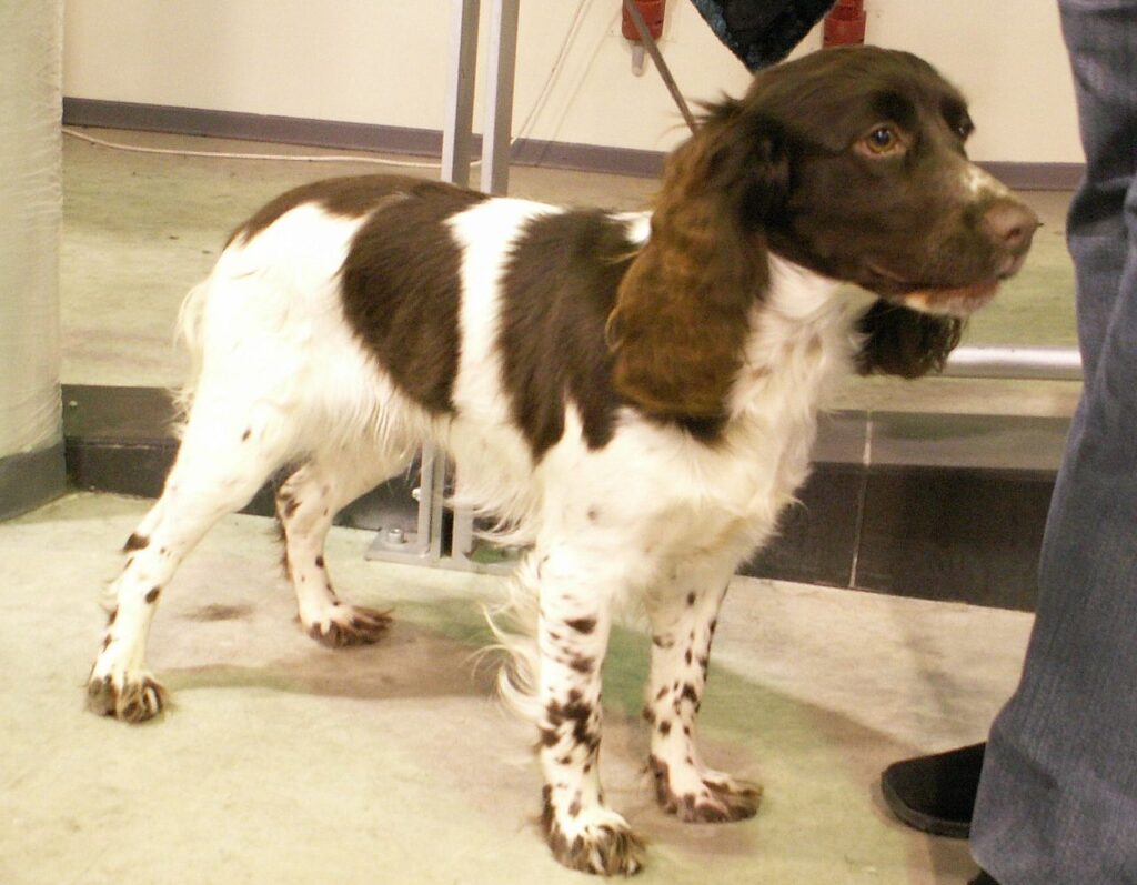 Russian Spaniel