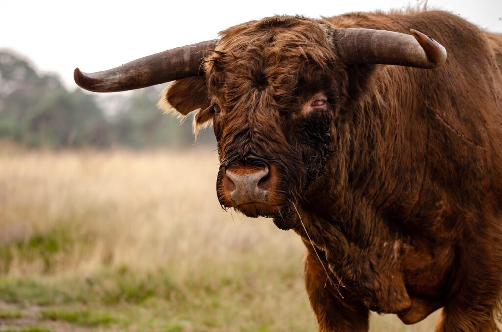 bison-7391872_1280