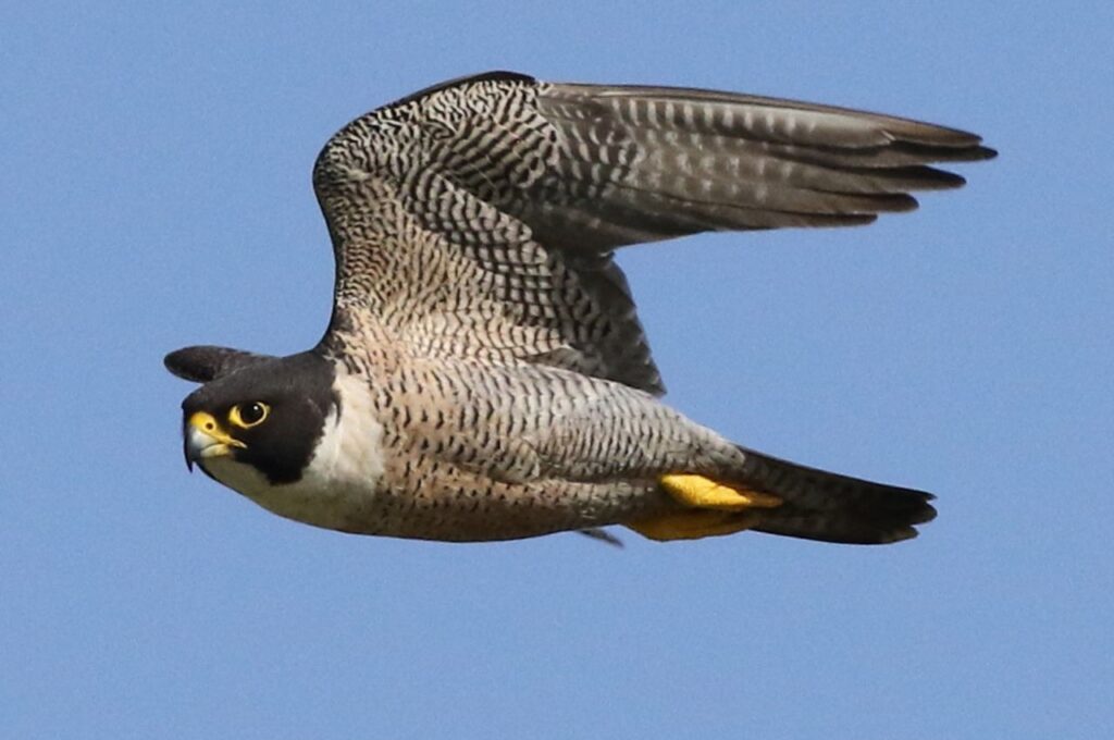 Peregrine Falcon