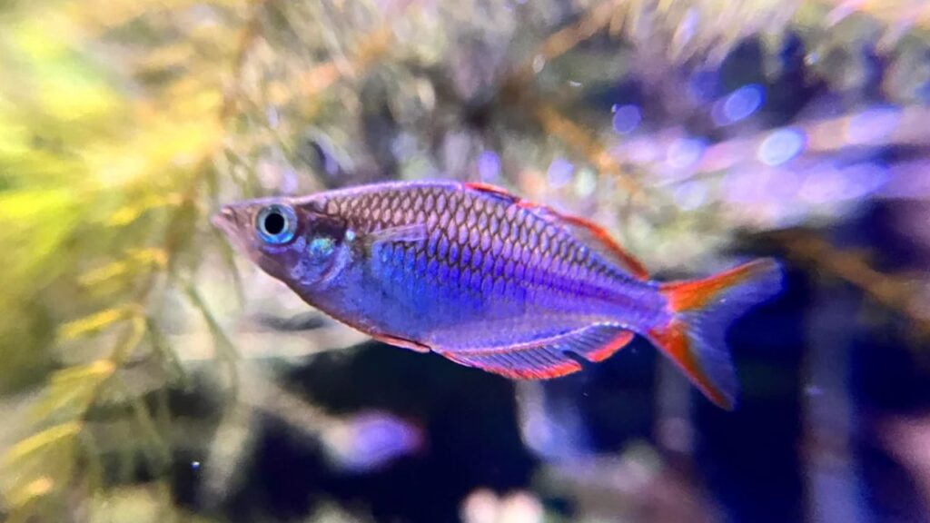 Dwarf rainbowfish