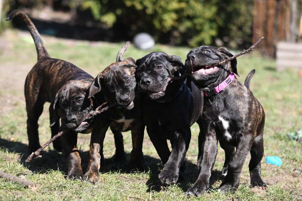 cane-corso