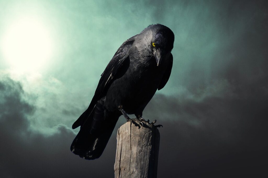 Crow looking eerie