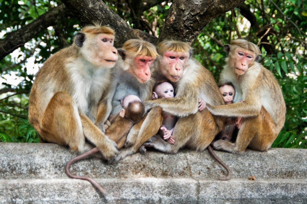 Macaques Pass On Stone-Handling Behaviors