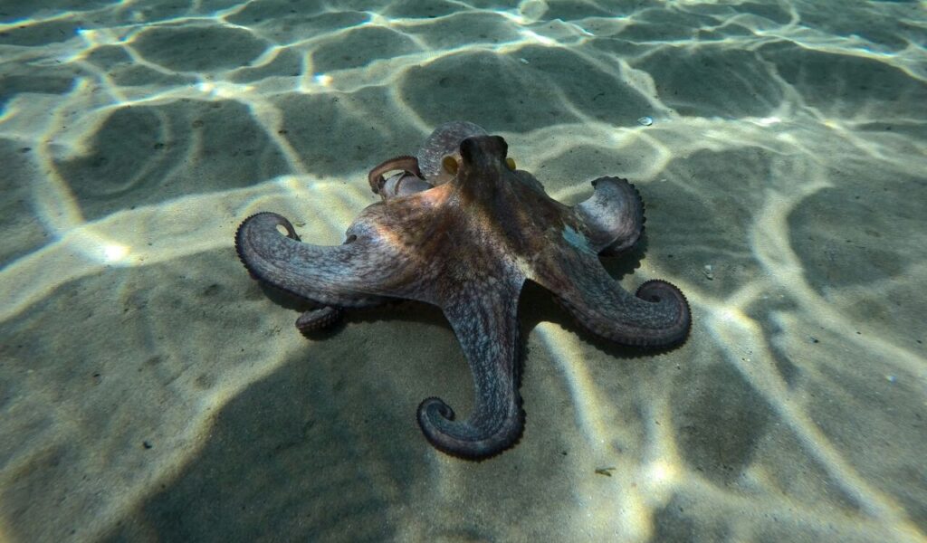 Octopus walking across a sandy seafloor in shallow water.