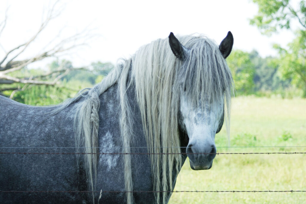 Percheron