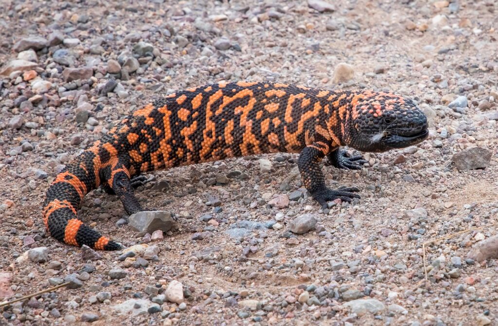 gila monster