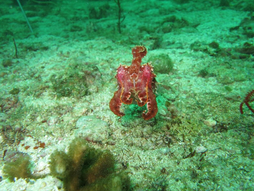 cuttlefish-1179267_1280
