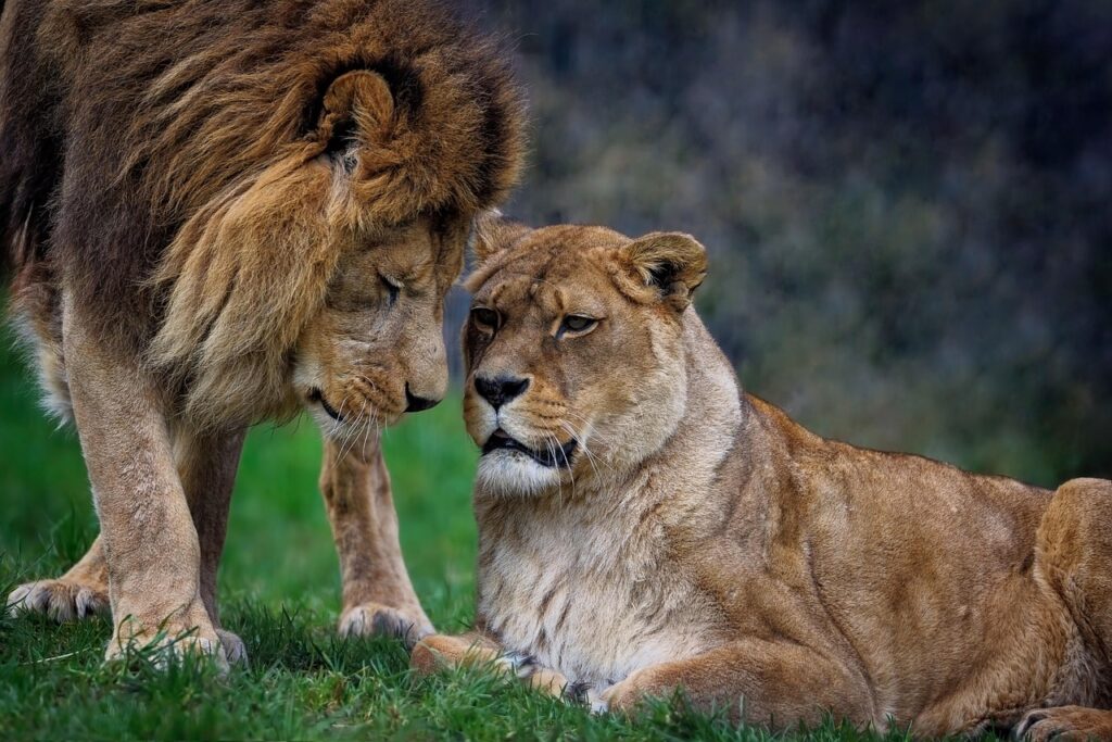African Lion and Lioness