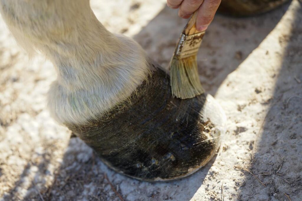 12 Warning Signs Your Horse’s Hooves Need Extra TLC