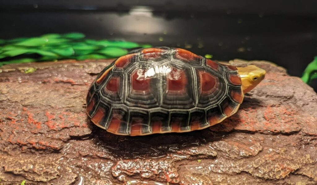 Chinese box turtle