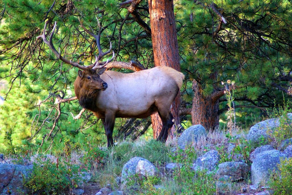 young bull elk