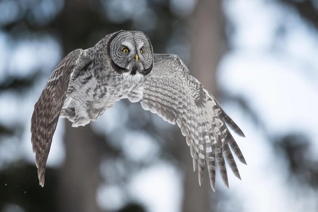 Great Grey Owl