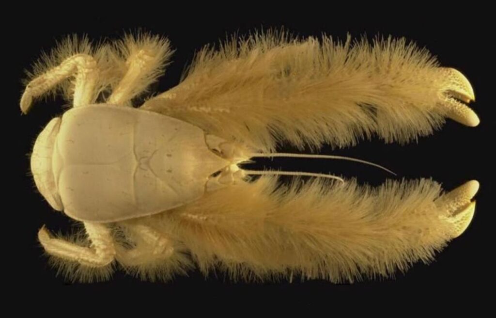 Yeti crab