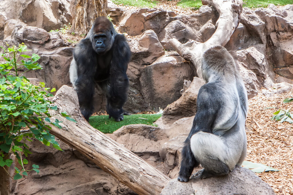 Great Apes