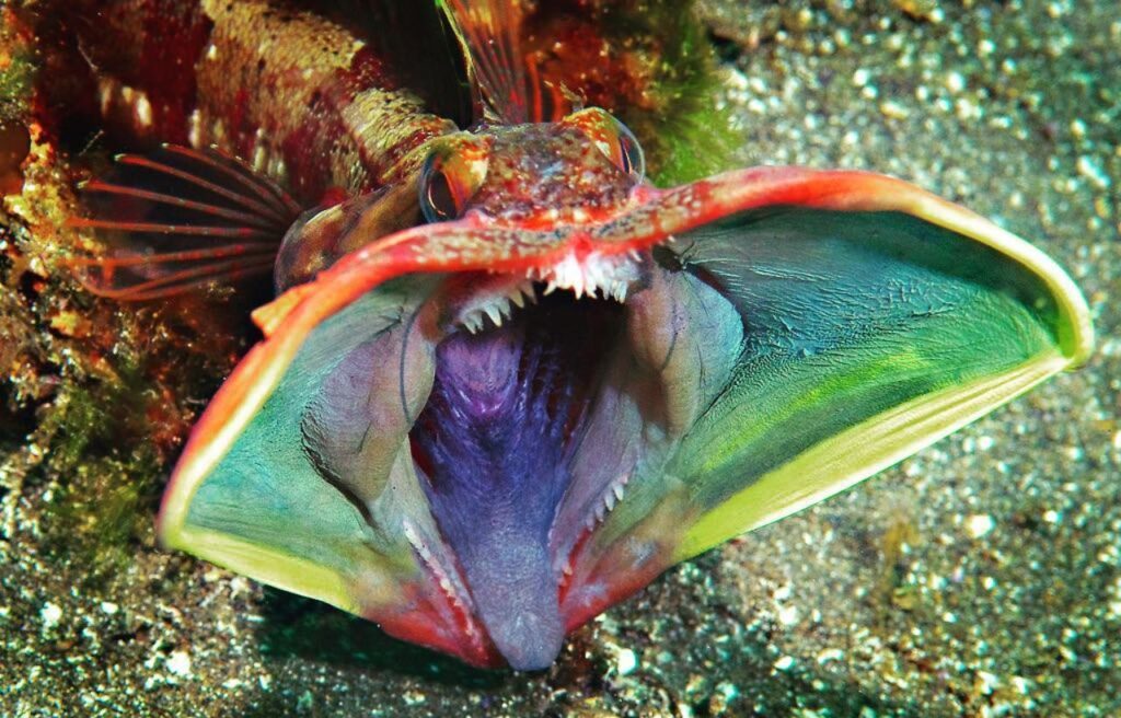 Sarcastic Fringehead