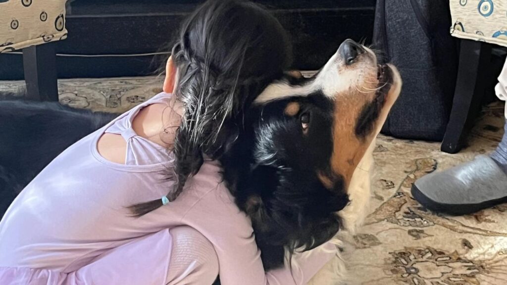 Bernese Mountain Dog With Children