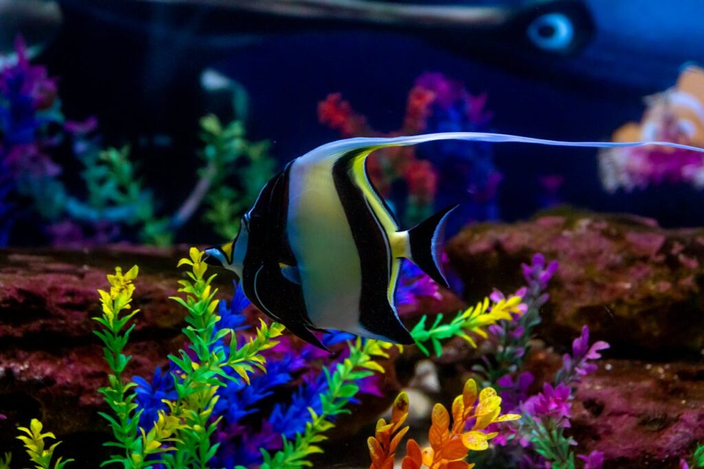 moorish idol