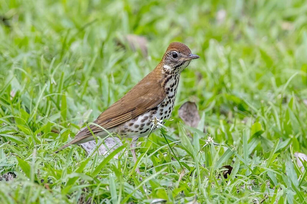 Wood thrush