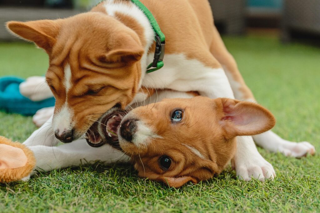 basenji