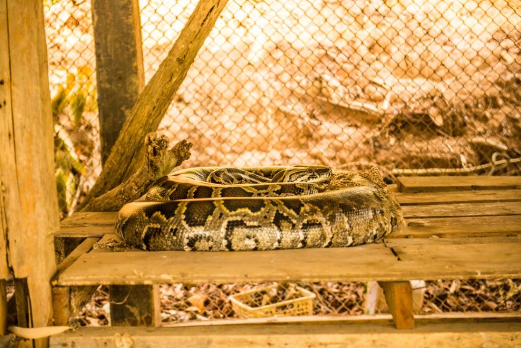 Proper snake enclosure