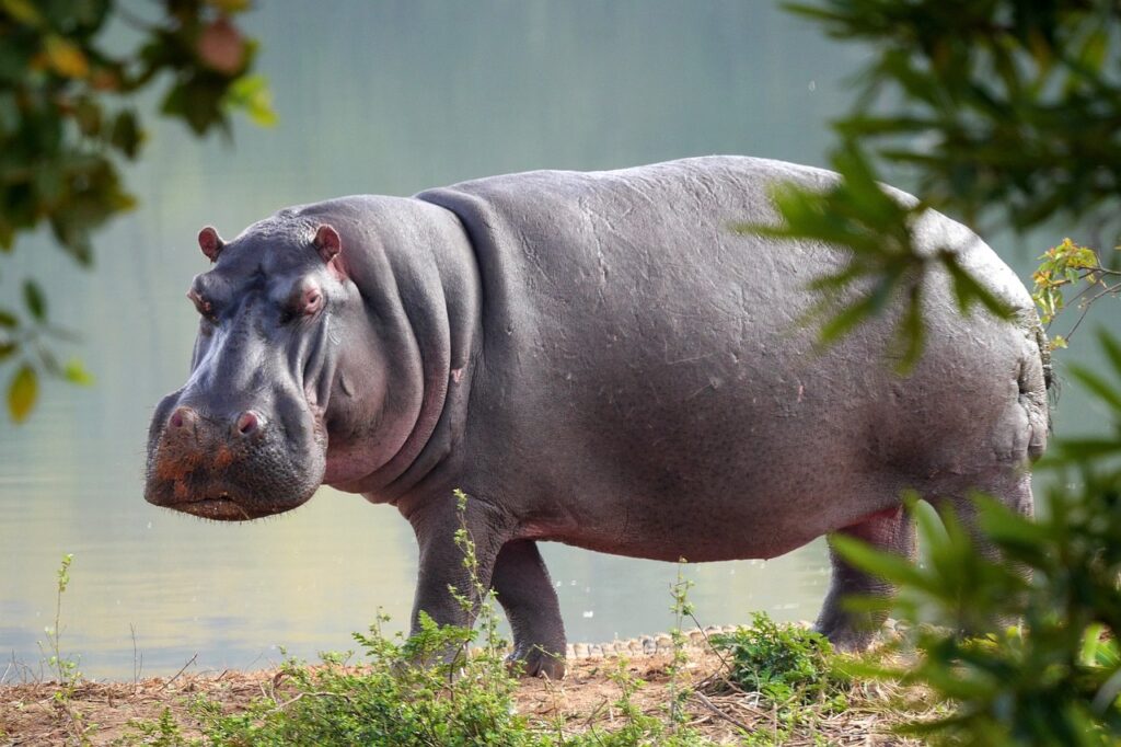 A fierce looking hippo