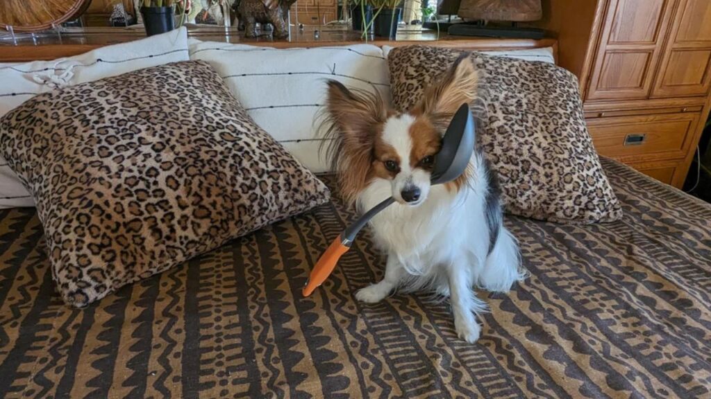 Papillon