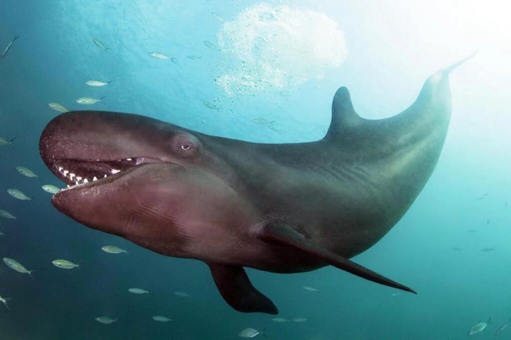 False Whale Killer