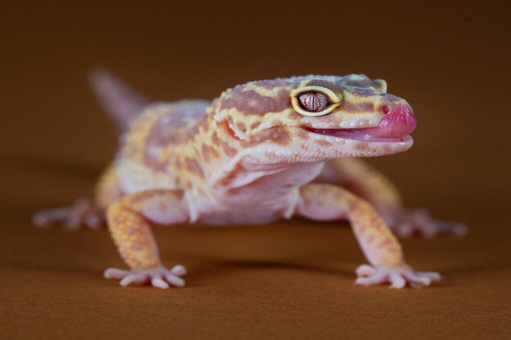 Gecko handling