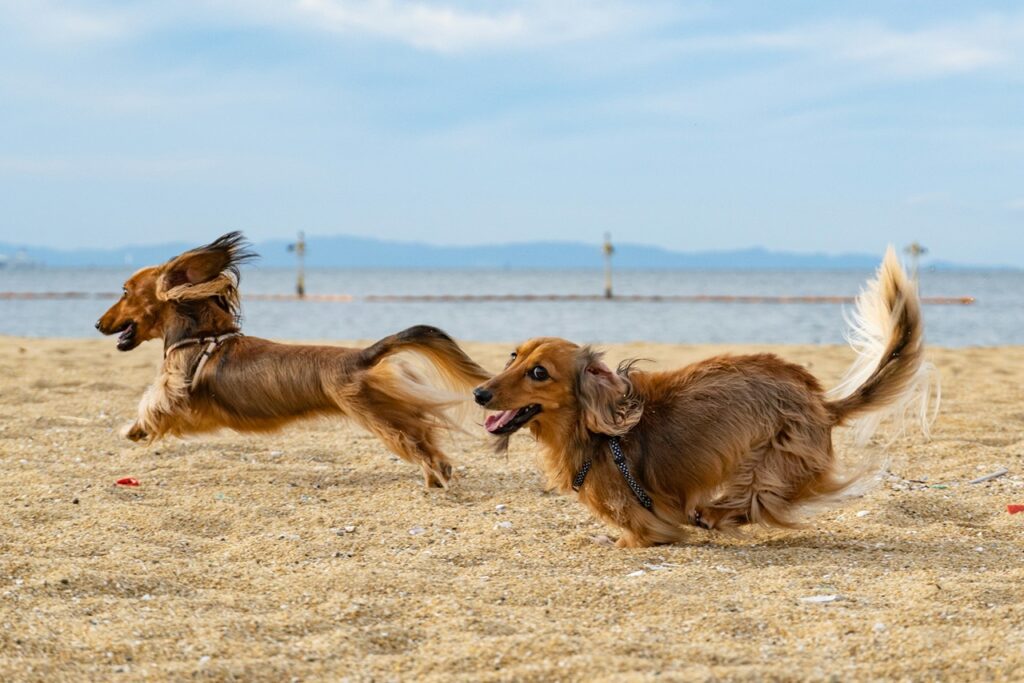Dog Playdate