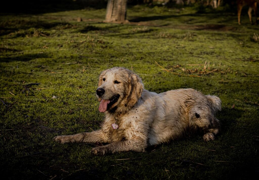 dirty dog