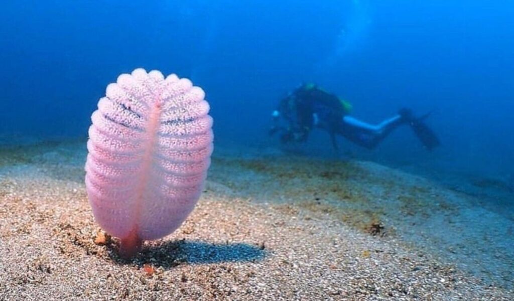 Sea Pen