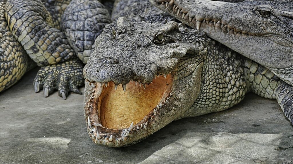 A fierce crocodile