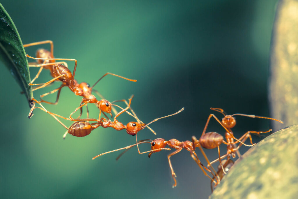 Myrmecia midas (Ant)