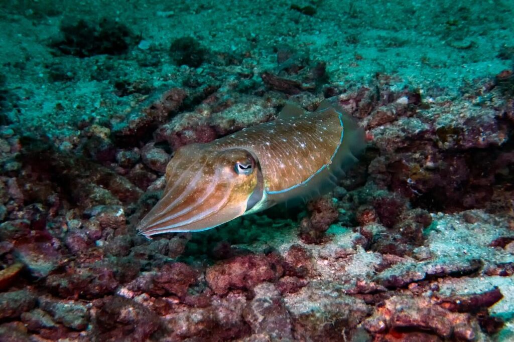 Cuttlefish