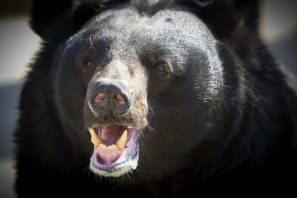 Black bear