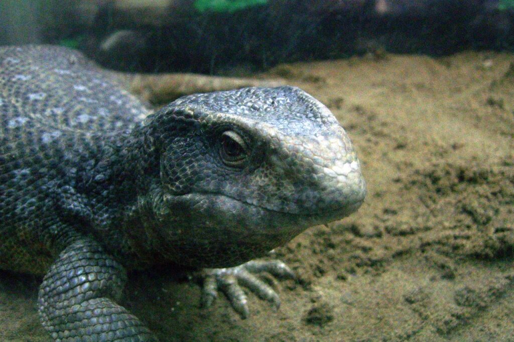 savannah monitor