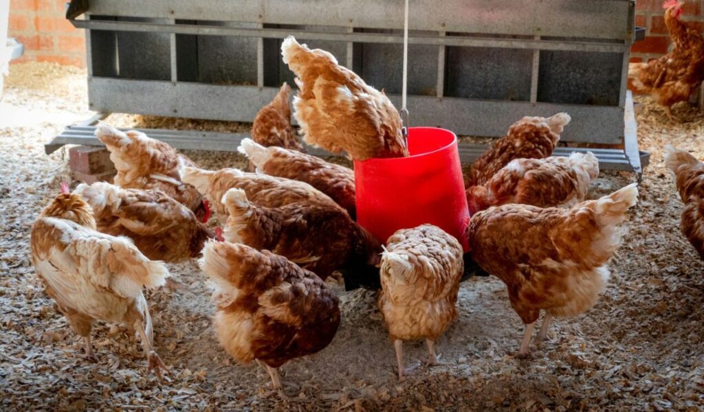 Several brown hens gather closely around a red feeder inside a chicken coop.