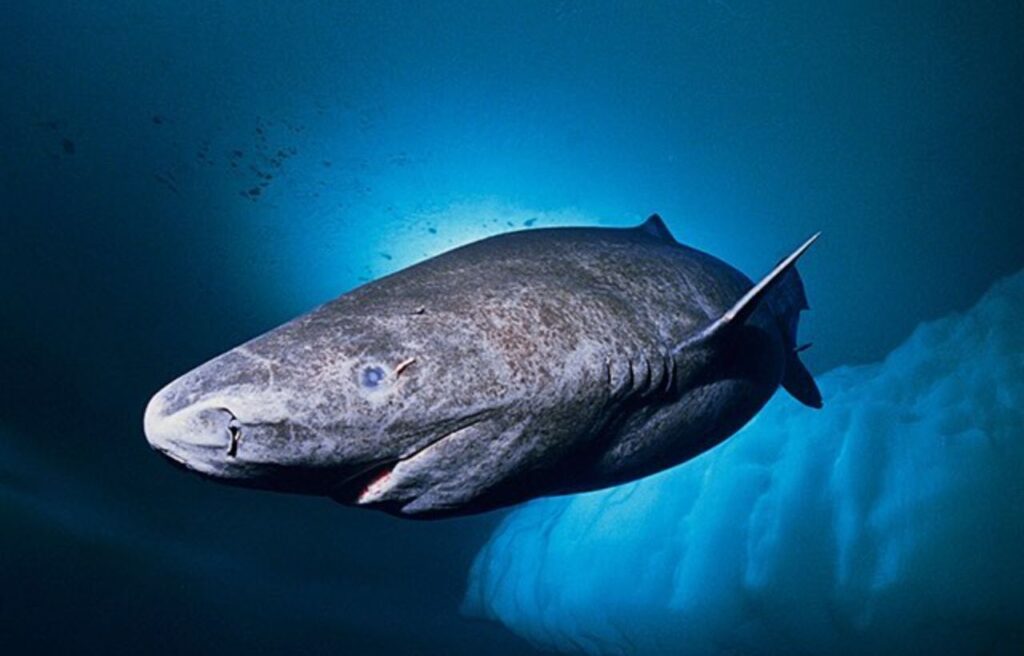Greenland Shark